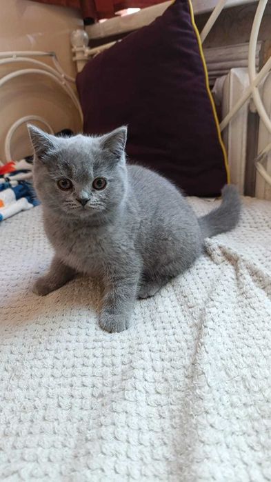 Британские котики