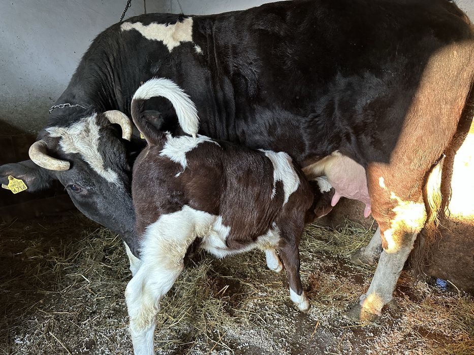 Vaca cu vitel de vanzare