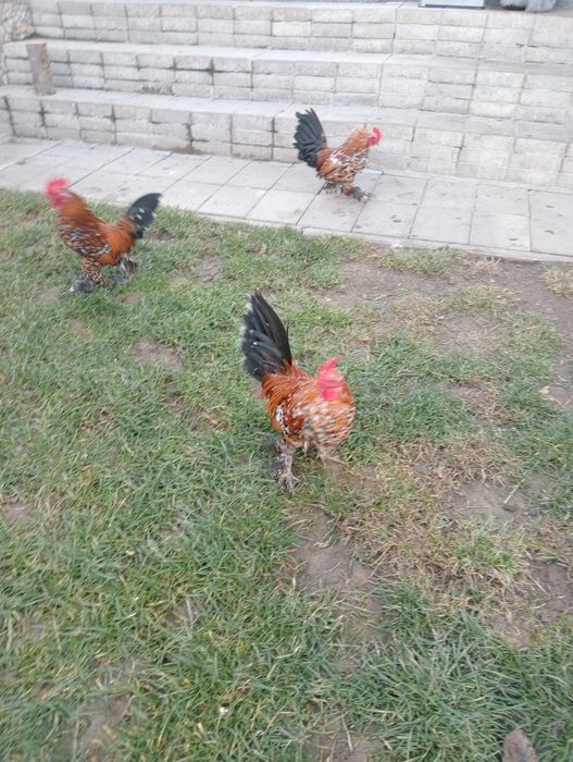 Vând gaini mii de flori