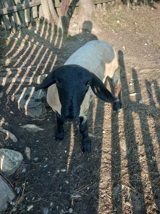 Berbecuț de vânzare