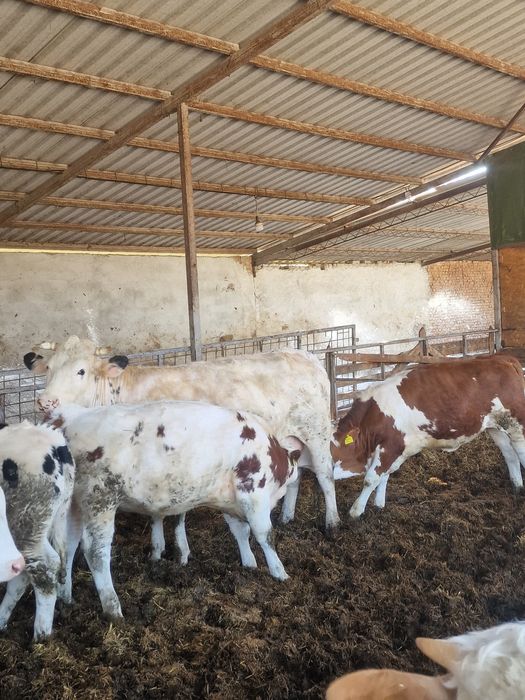Vaca cu viței.       .