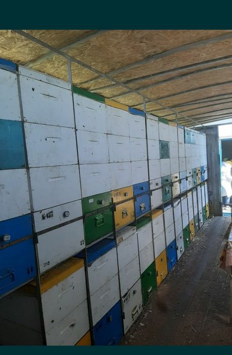 Matci 45 lei împerecheate Buckfast VSH carnica carpatină regine roiuri