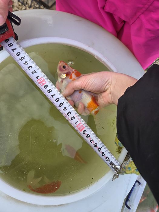 Продавам езерни златни рибки!!!