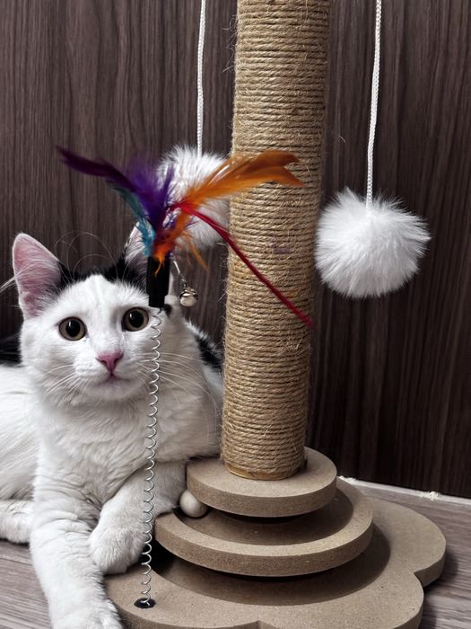 Отдадим домшнего кота