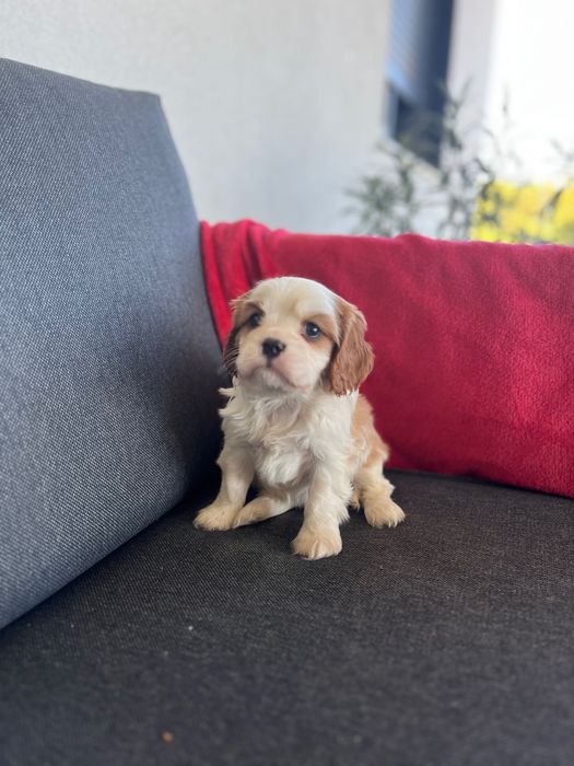 Cavalier King Charles Spaniel