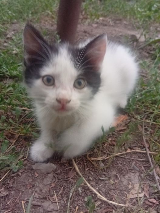 Котята ищут дом.