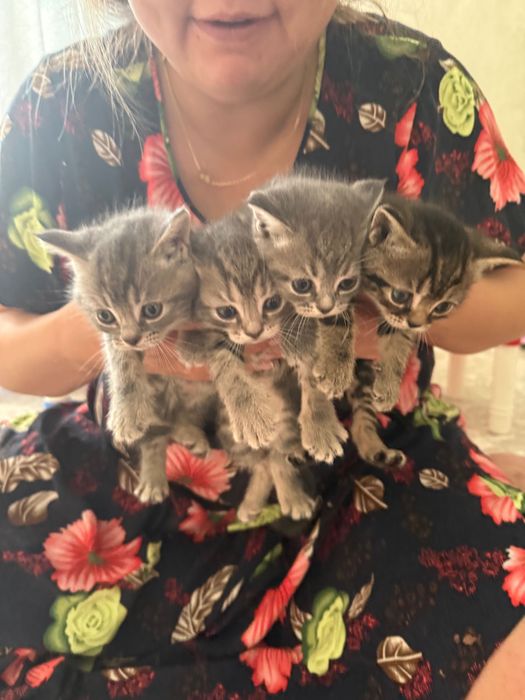 Продам породистых котят