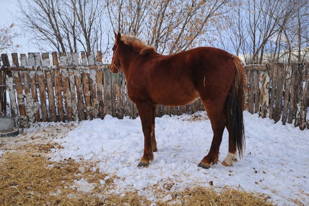 Продам коня обучен