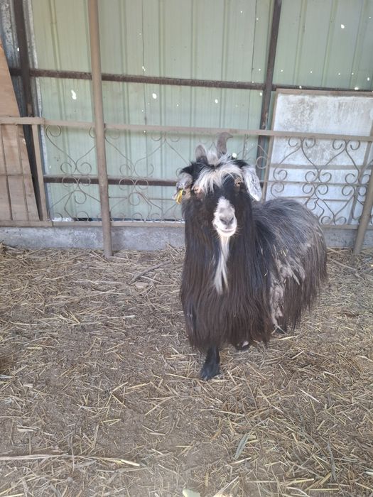 Продам козу срочно