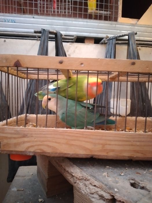 Продаёться  попугай