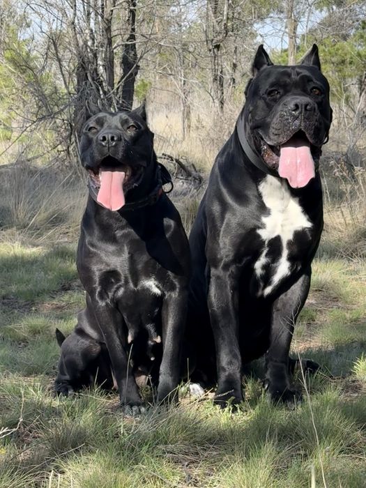 Щенки кане корсо