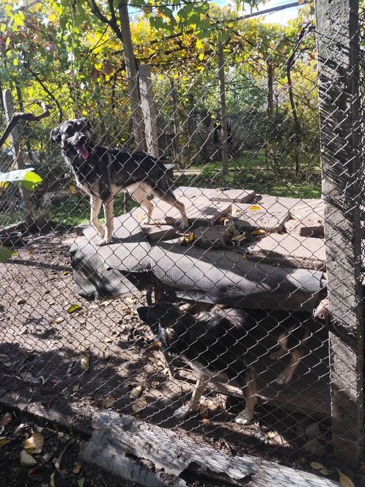 Подаряваме кученца