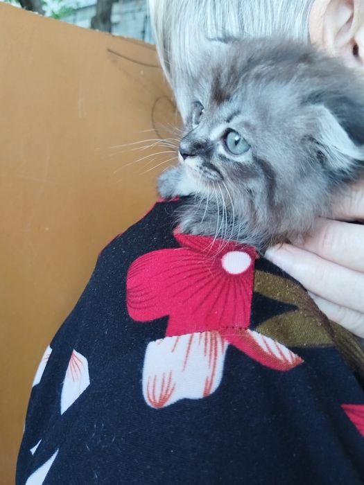 Кошечка ищет дом