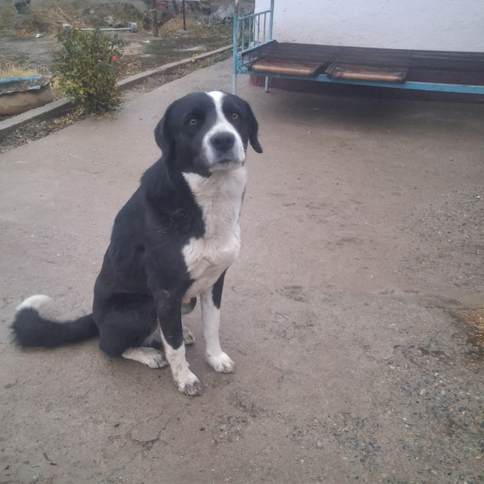 Итті тегін беремін