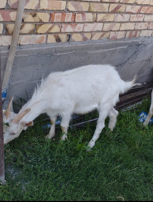 Тез арада ешкі лақтар сатылады