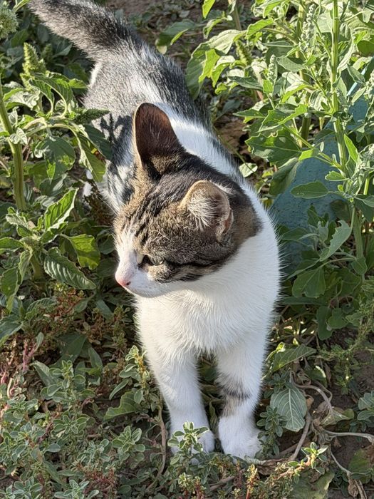 Отдаем котят в добрые руки