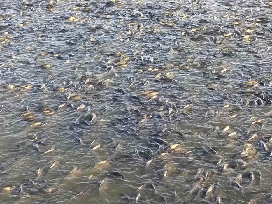 Балиқлар учун Сузувчи озуқа,Сазан ва бошка турлар учун