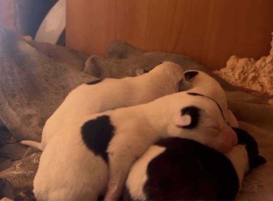 Черно-белые щенки смешанных пород