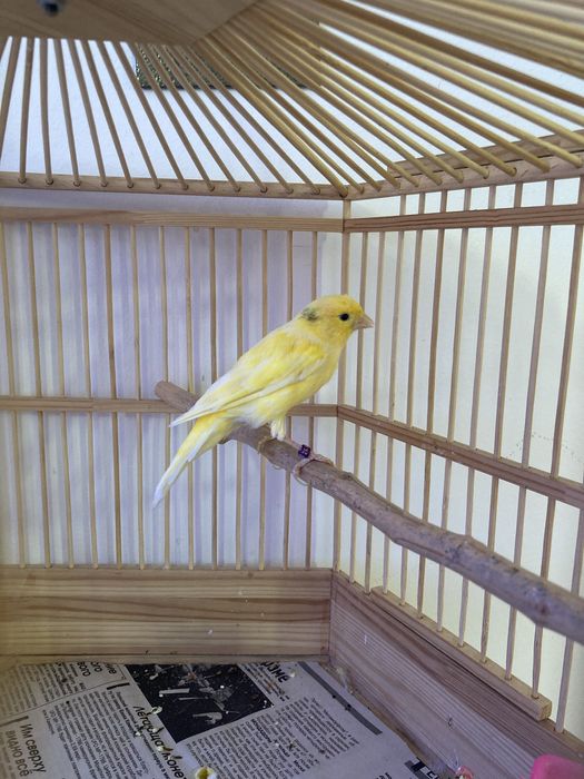 Самец канарейки с клеткой