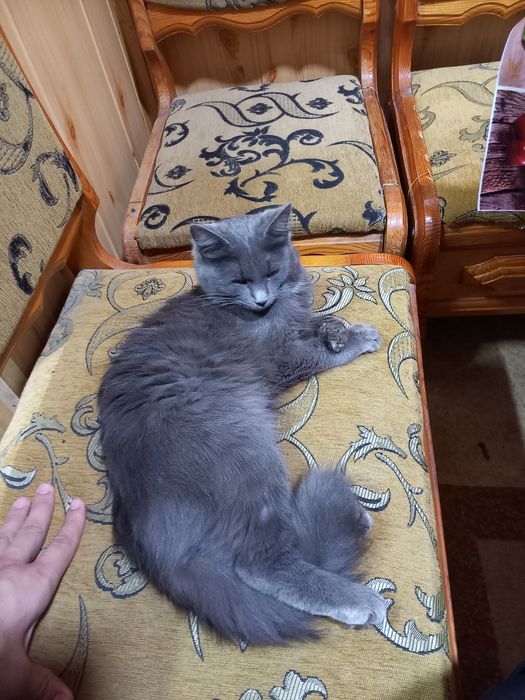 Nebulung Amerkanski zotdor mushuk judayam vafodor shirin mushuk