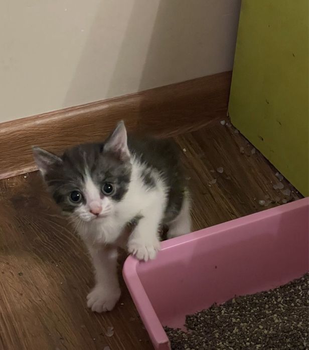 Отдам котят в добрые руки