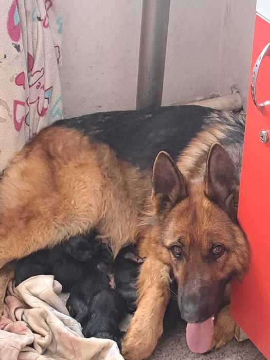 Щенки немецкой овчарки