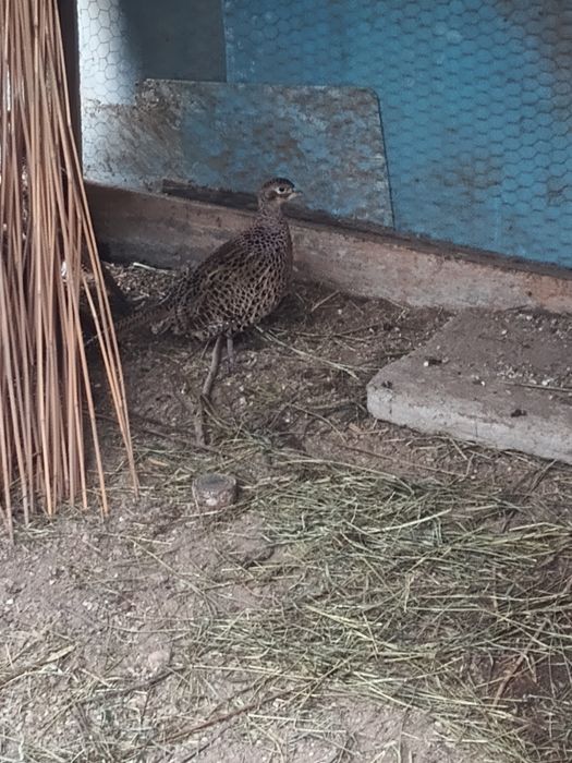 Vând familie de fazani comuni