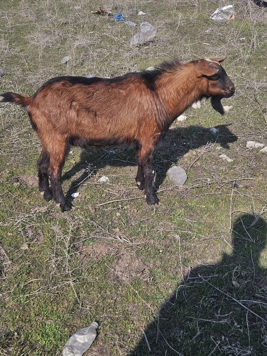 Продаётся молодой козёл