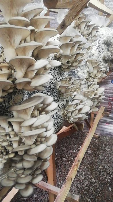 Грибы вешенка хорошо