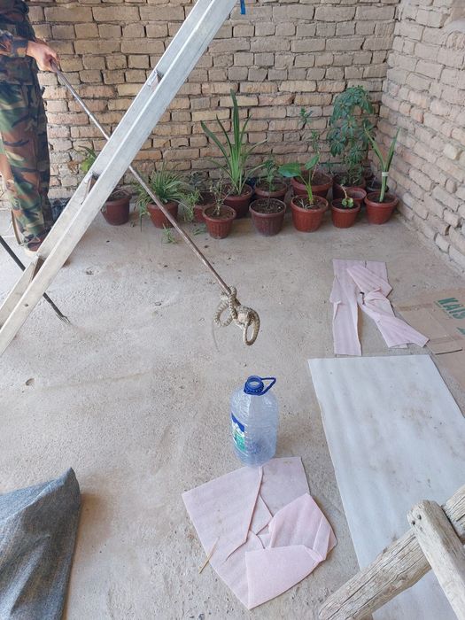 Дезинфексия от змей и Скарпионов DEZINFEKSIYA