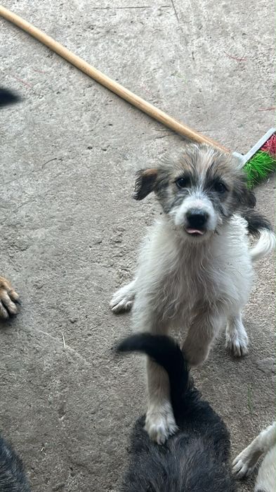 Donez 3 cățelușe în vârstă de 3 luni