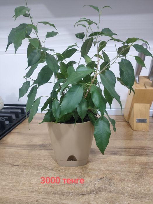 Продам комнатные цветы