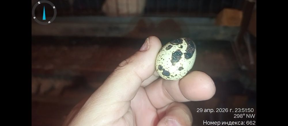 ТЕХАС  гигант қораз бөдене сатылады.