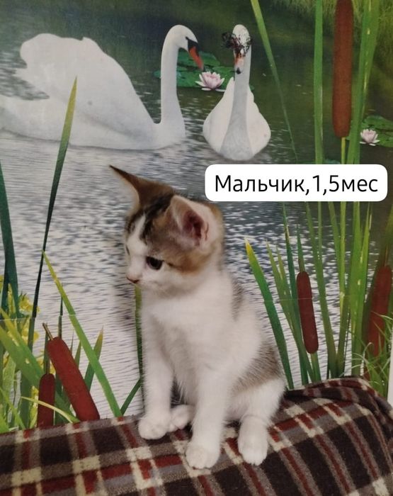 Котята бесплатно