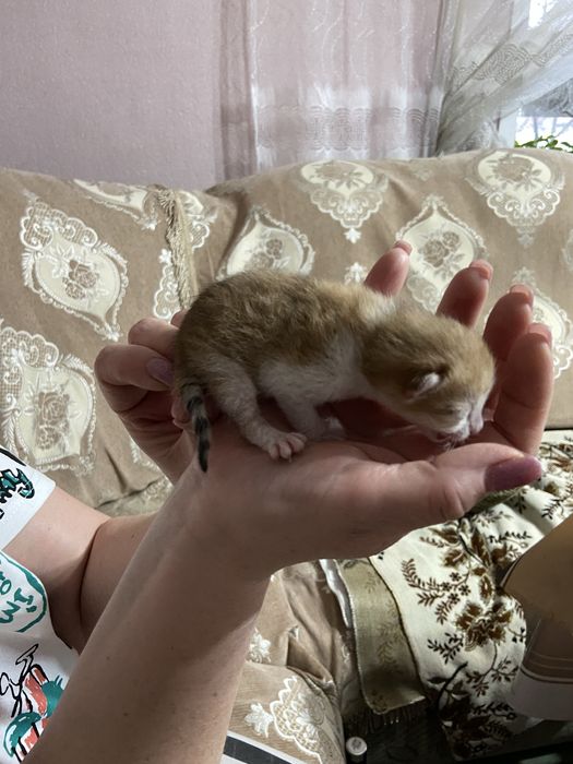 Отдам котят в добрые руки