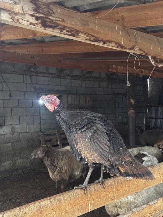 Продам Индюков