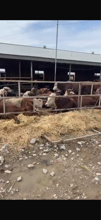 Бычки бұқалар ақбас