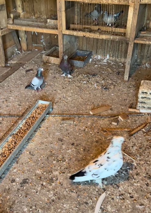 Vând porumbei rasa Uriași Maghiari , Rotații, Cap roș de Botoșani