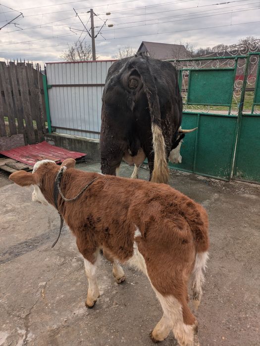 Vând vaca cu vitel