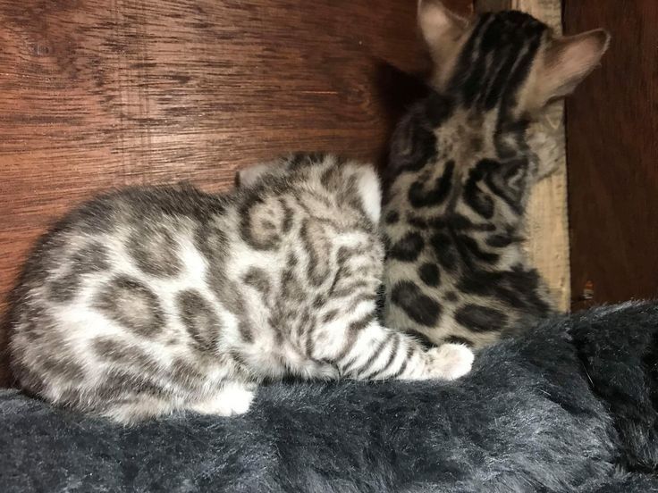 Бенгальские котята