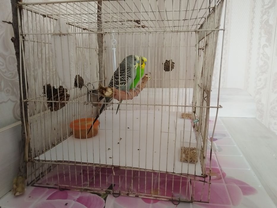 попугаи с клеткой