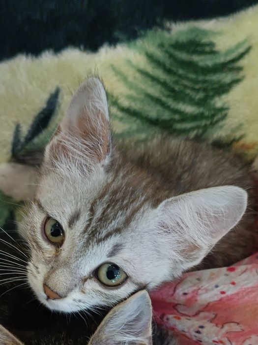 Котенок девочка бесплатно