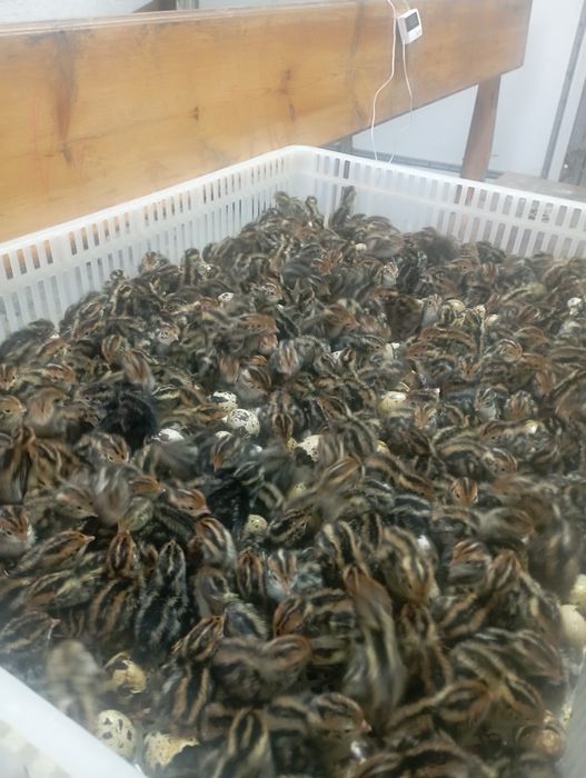 Бедана тухум йуналишидаги жужа тухуми bedana bedona перепёлка перепела