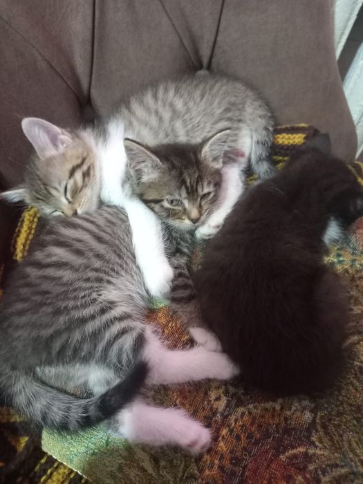 Отдам котят в хорошие руки