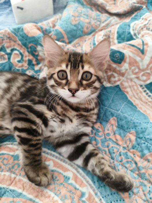 Котята бенгальские