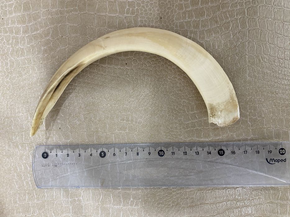 Русская гончак  охотничий