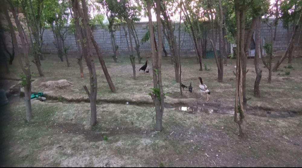 Bozsuv centrda 8 sotik yer sotiladi