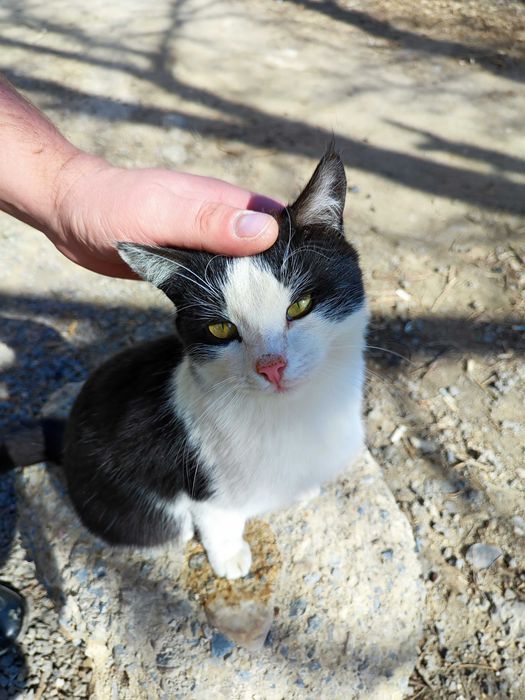 Отдам котика 6 месяцев .