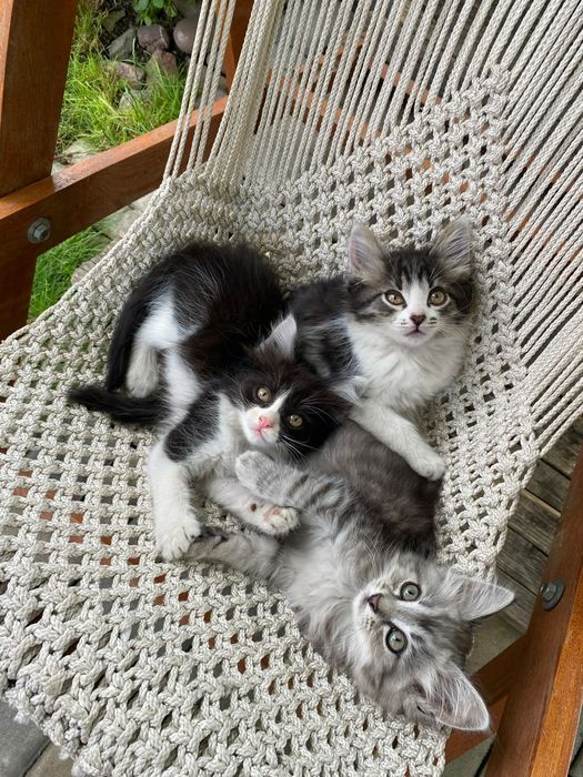 Отдам котят  БЕСПЛАТНО