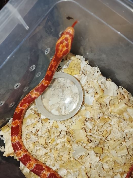 В продаже маисовый полос самка